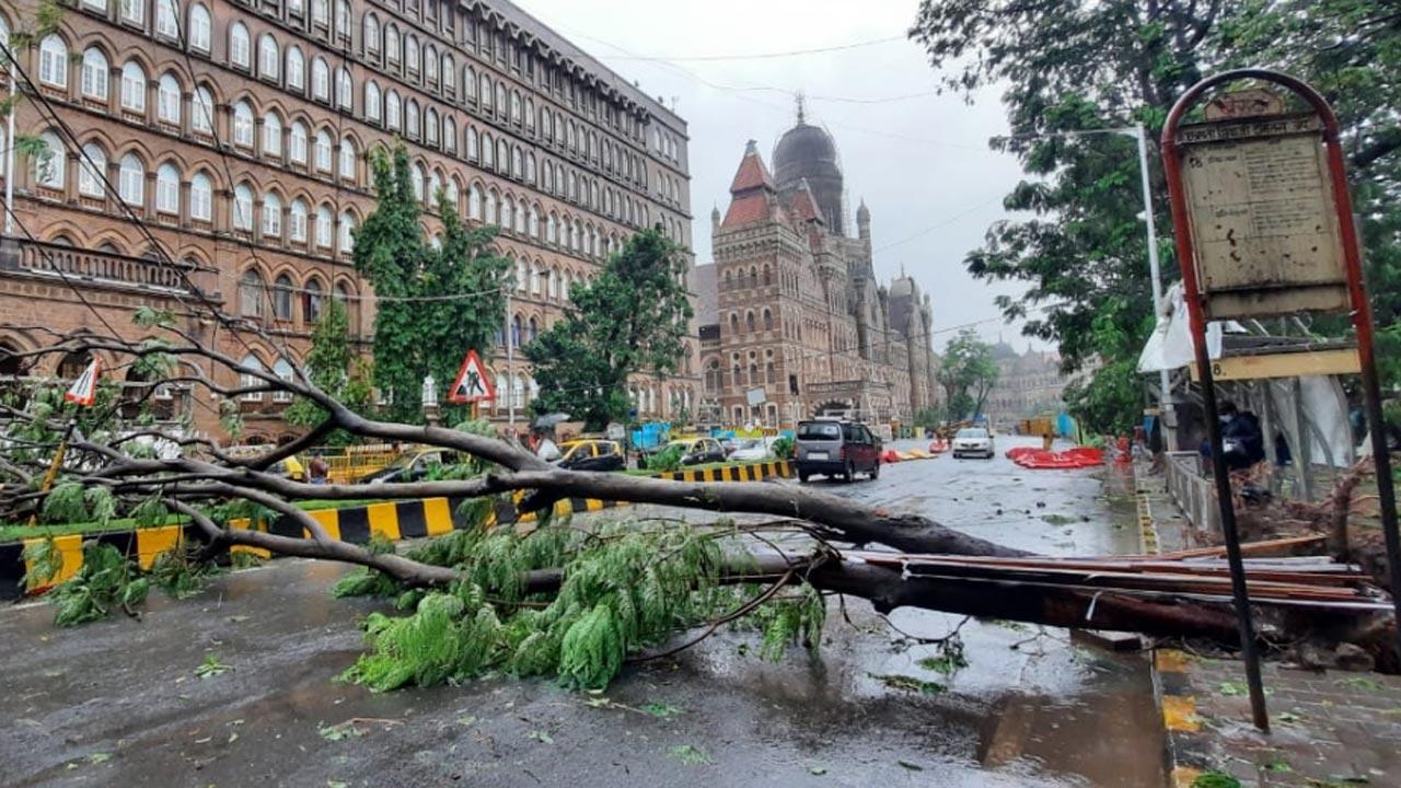 In picture: A tree collapses near the BMC headquarters in South Mumbai
Pic: Ashish Raje