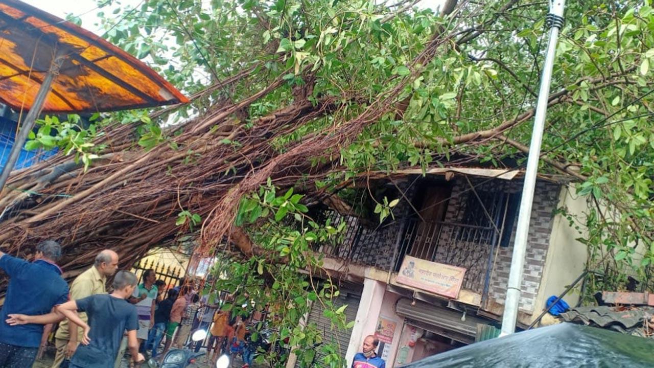 A house was damaged after a tree fell on the structure at Gokul Nagar in Thane
Pic: Sameer Markande