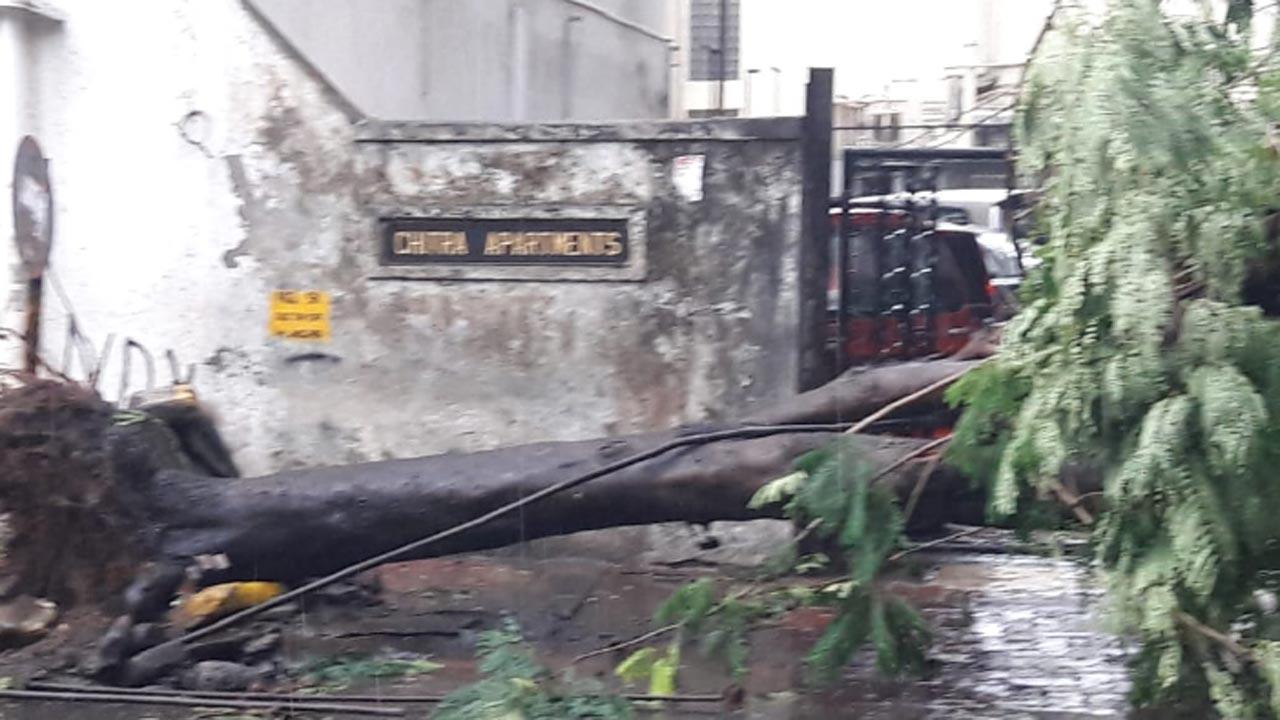 A tree collapsed outside Chitra Talkies in Dadar blocking the entrance to the theatre.
Pic: Suresh KK