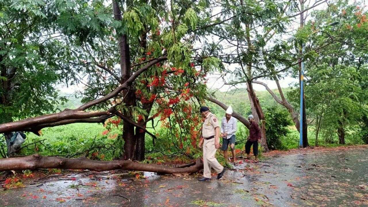 A policeman inspects a fallen tree that crashed due to strong windy conditions at Aarey Milk Colony in Mumbai.
Pic: Ranjit Jadhav