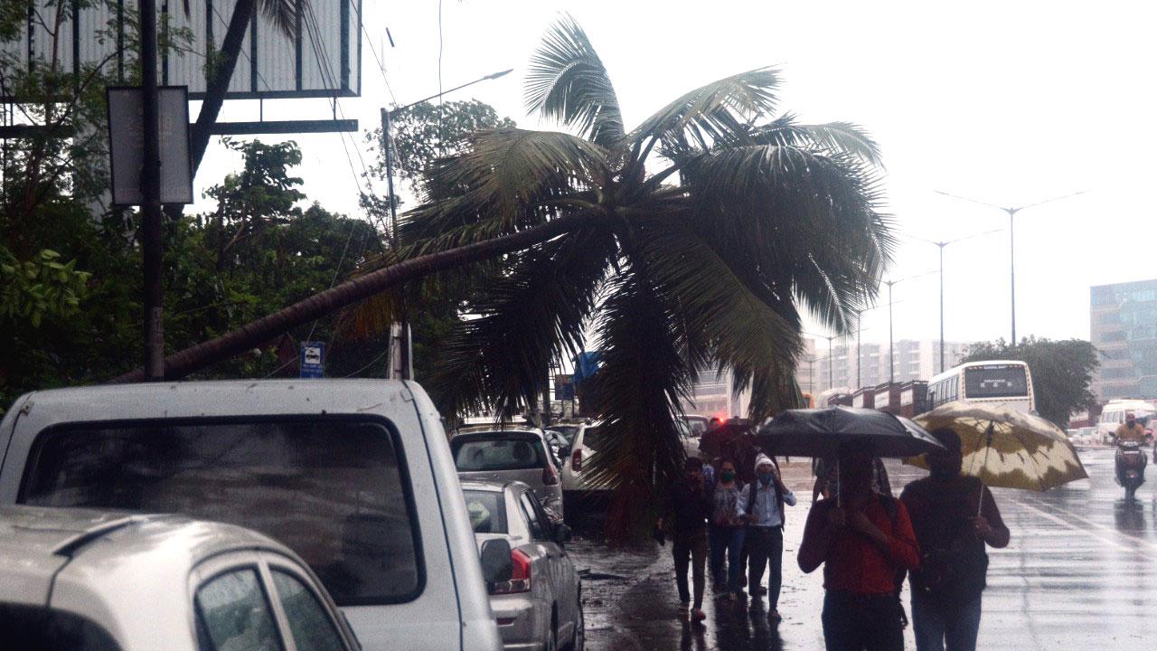 Cyclone Tauktae forced airport authorities to shut operations for the most part of the day and left its impact on local trains, Mumbai Metro and BEST services as well.
In picture: A tree collapse at BKC, photo: Sayyed Sameer Abedi