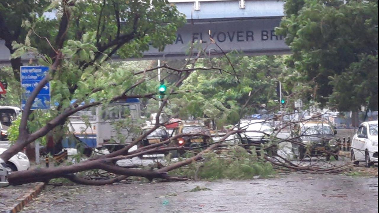 In picture: A tree fell on the road at Matunga blocking vehicular traffic. Later, the civic body workers removed the tree and cleared the road for smooth vehicular movement.
Photo: Pradip Dhivar
