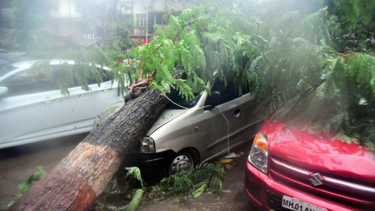Cyclone Tauktae: Rains, winds lead to tree collapse in several areas of Mumbai