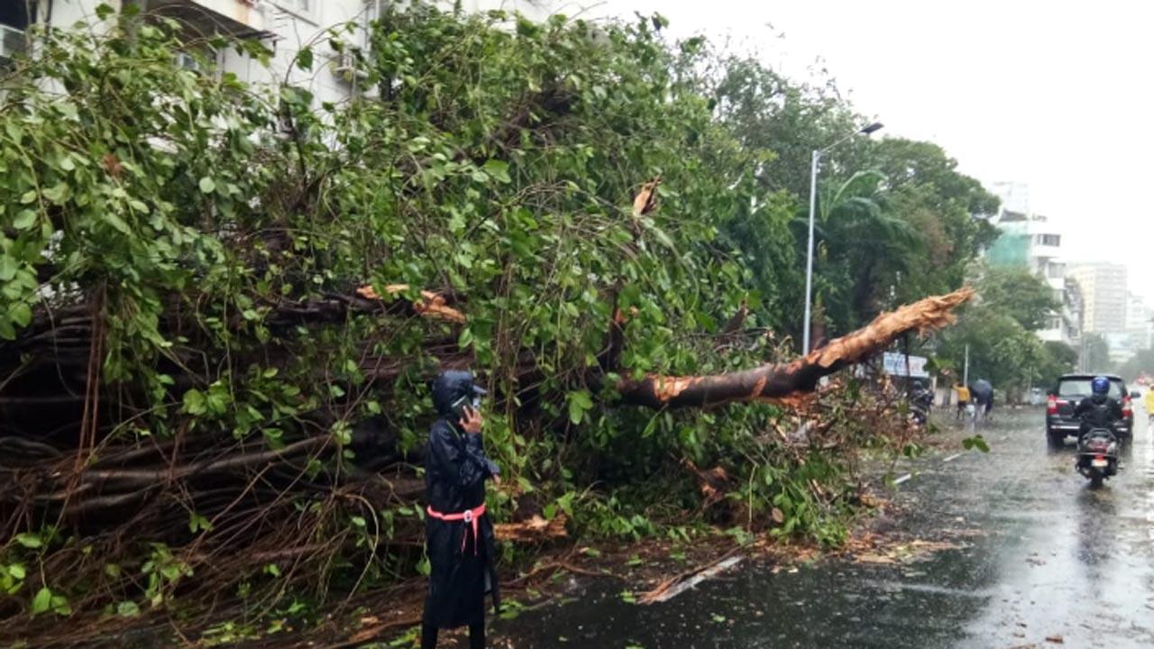 A tree fell on a busy road at Peddar Road in South Mumbai. The authorities reached the spot and removed the fallen tree
Pic: Ashish Raje