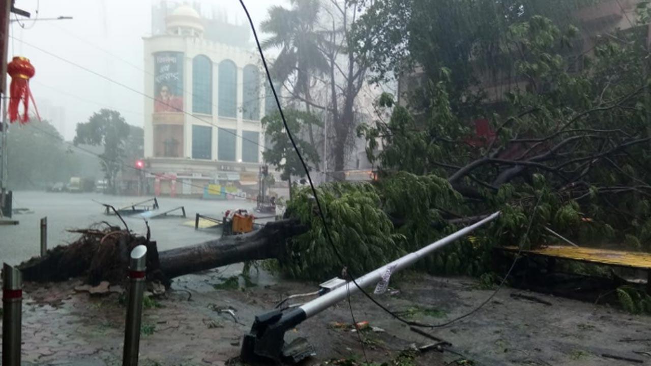 Visuals of a tree collapse near Shiv Sena Bhavan in Dadar
Pic: Ashish Raje