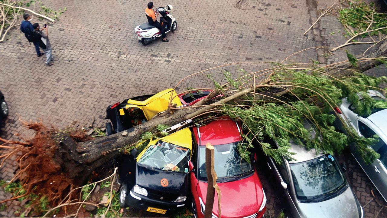Day after cyclone Tauktae: Uprooted by storm, trees crash on homes in Mumbai