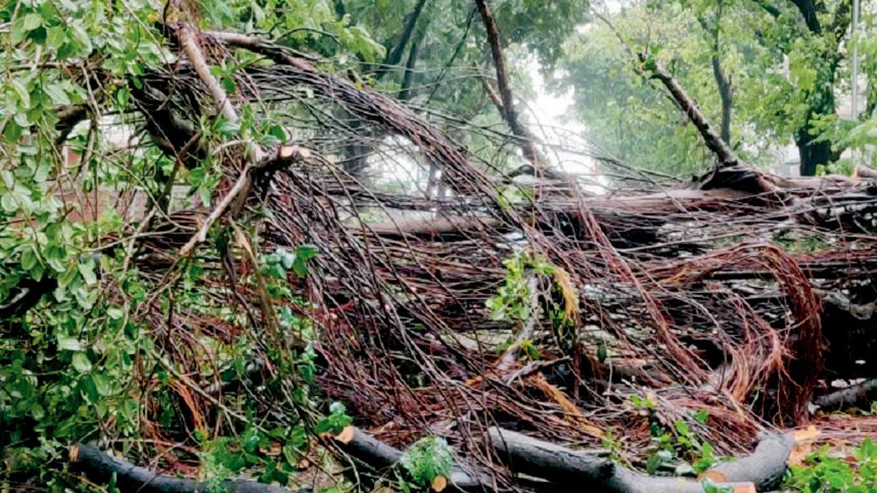 Mumbai: 75-year-old home alone dies as tree crashes on her house