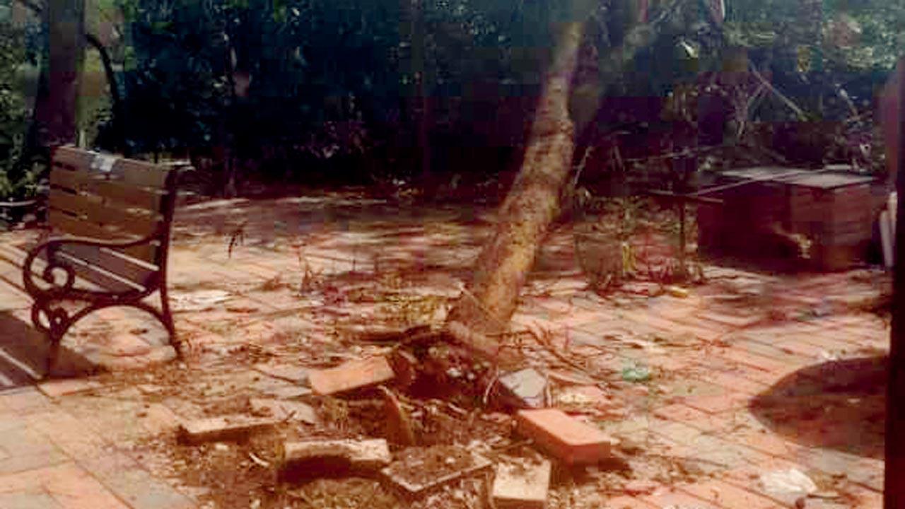 Mumbai: Trees bear brunt of concrete bases near Lokhandwala lake