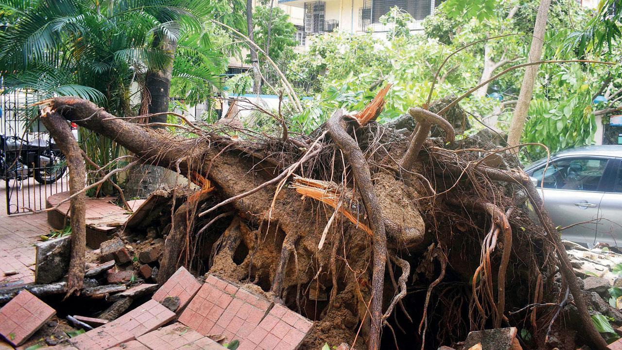 Cyclone Tauktae destroyed 812 trees, most exotic species in Mumbai