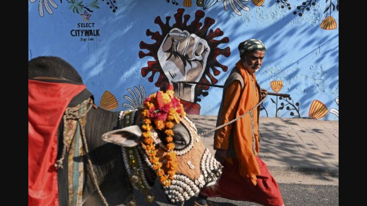 Oximeters, thermal scanners for cows in UP's 'gaushalas'