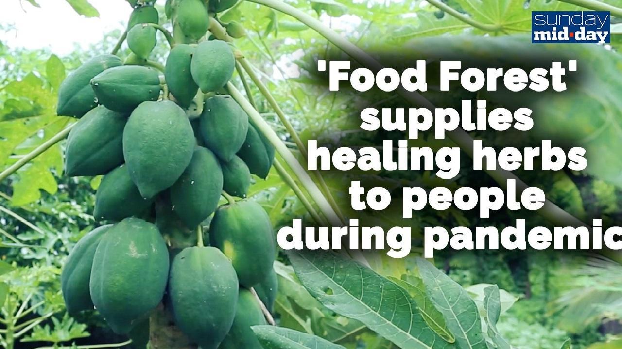 This Food Forest has been supplying healing herbs to people during the pandemic