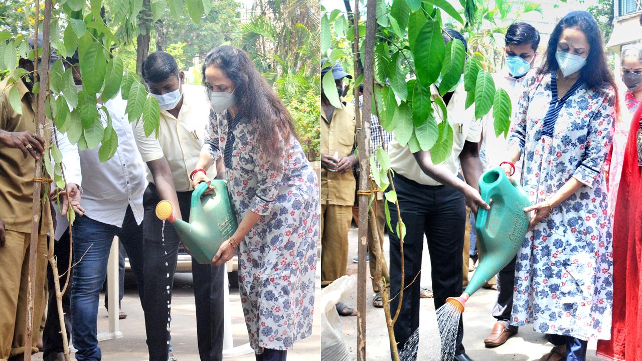 On Saturday, veteran actor Hema Malini inaugurated BMC’s Be A Tree Parent MEGA Vriksha campaign. Hema was spotted in the city planting Tamhan plant at the pit where a Peltophorum tree having girth 4 feet and approx height of 45 feet once stood. 