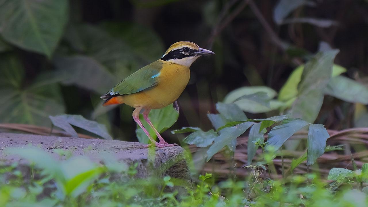 Rare migratory bird rescued in Thane city