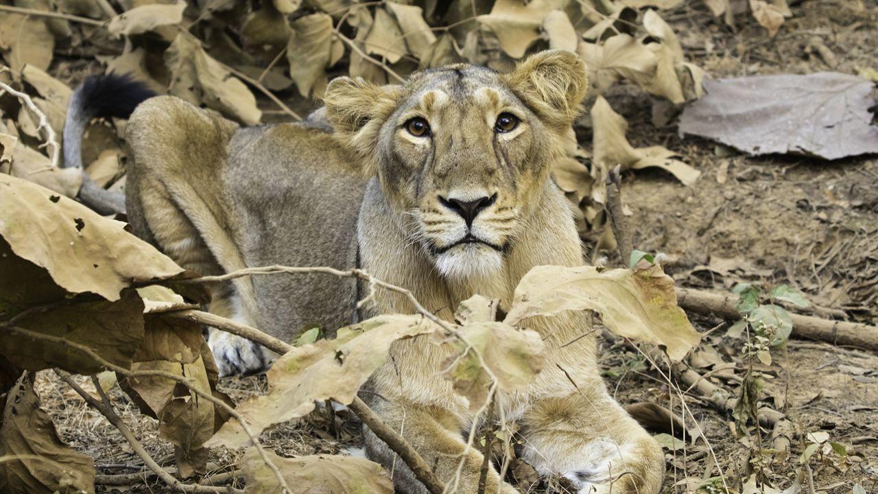 UP: Lion at Etawah Safari Park tests Covid-19 positive