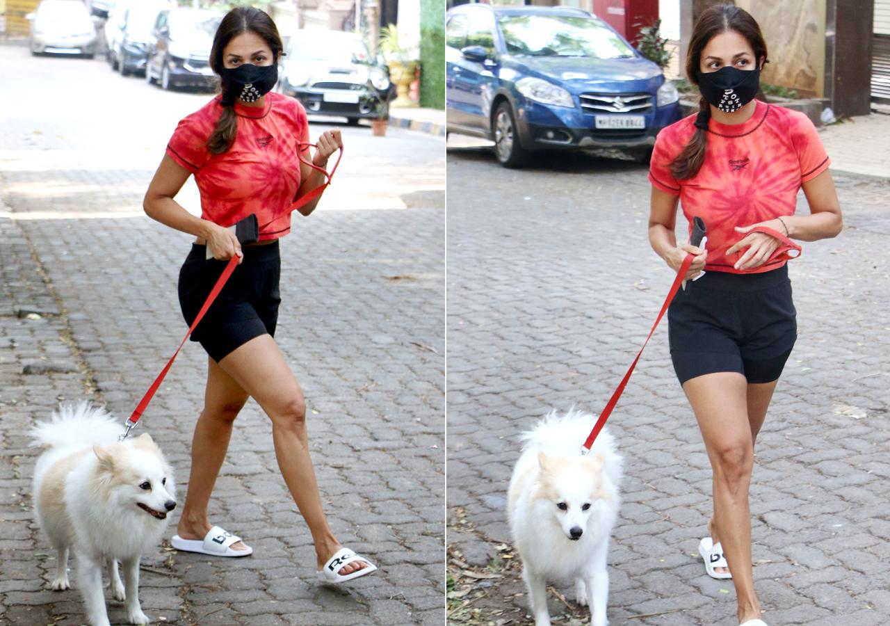 Gone are the days, when paparazzi used to click pictures of Malaika Arora, outside a gym. Post lockdown, the actress usually steps out of her house to take a walk with her pet dog, Casper. On Saturday, the actress was clicked with her pooch, talking a walk on the streets of Bandra, Mumbai. The actress looked fit and fab in a red crop top, black cycling shorts and flip-flops. (All pictures/Yogen Shah)