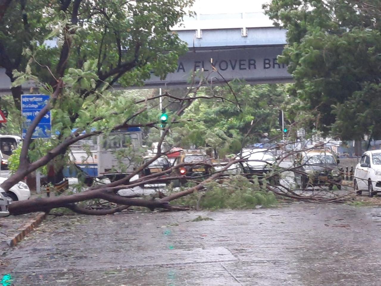 Due to gusty winds, many tree branches have fallen on overhead wires and local trains between Ghatkopar- Vikhroli section on Kalyan-bound slow line. 
Fallen tree at Parsi Colony in Dadar. Photo/ Pradeep Dhivar