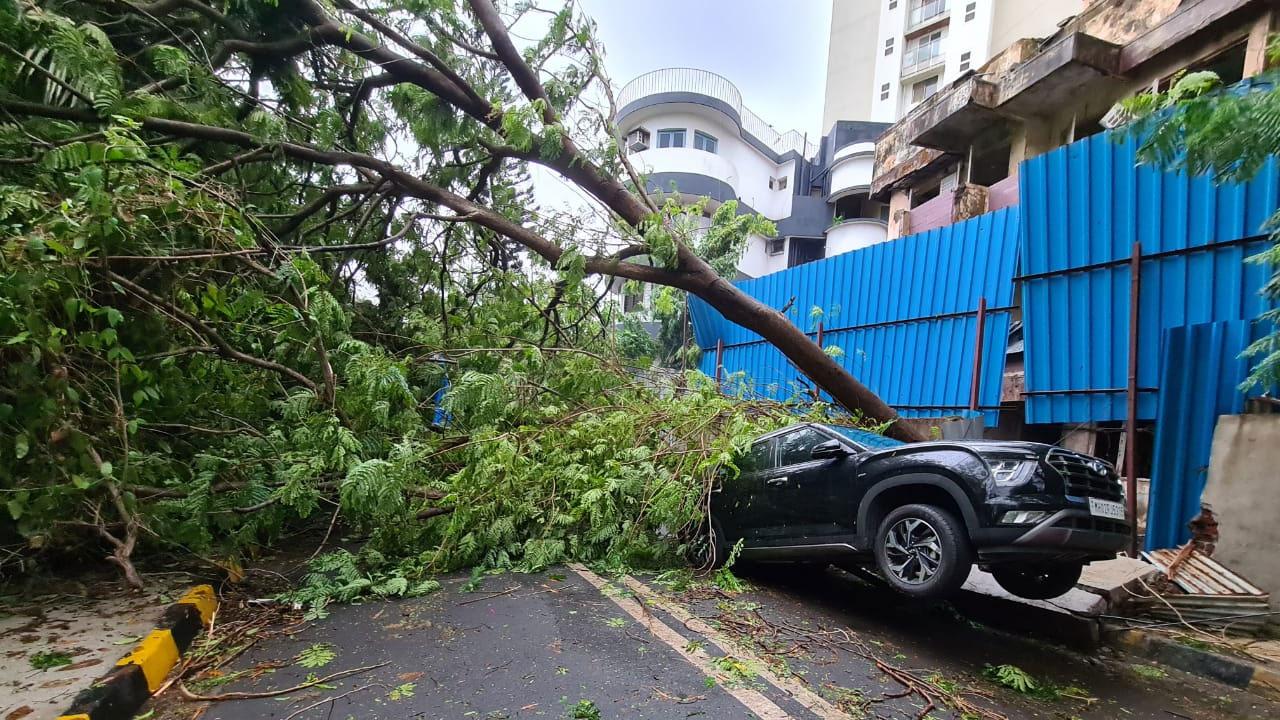 A tree crashes on a car damaging the vehicle in Mumbai's western suburbs. Photo: Pallav Paliwal