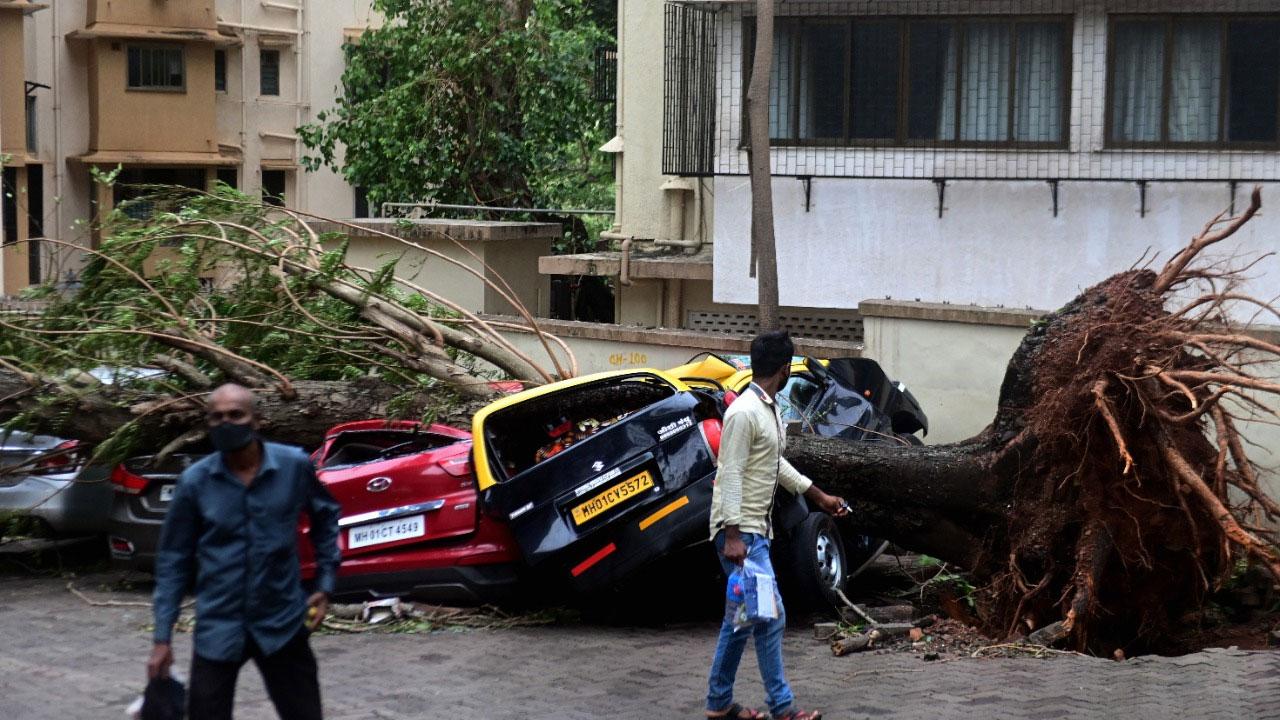 A huge tree collapsed at Walkeshwar in south Mumbai damaging several parked cars on Tuesday, a day after cyclone Tauktae wreaked havoc in Mumbai. Pic: Bipin Kokate 