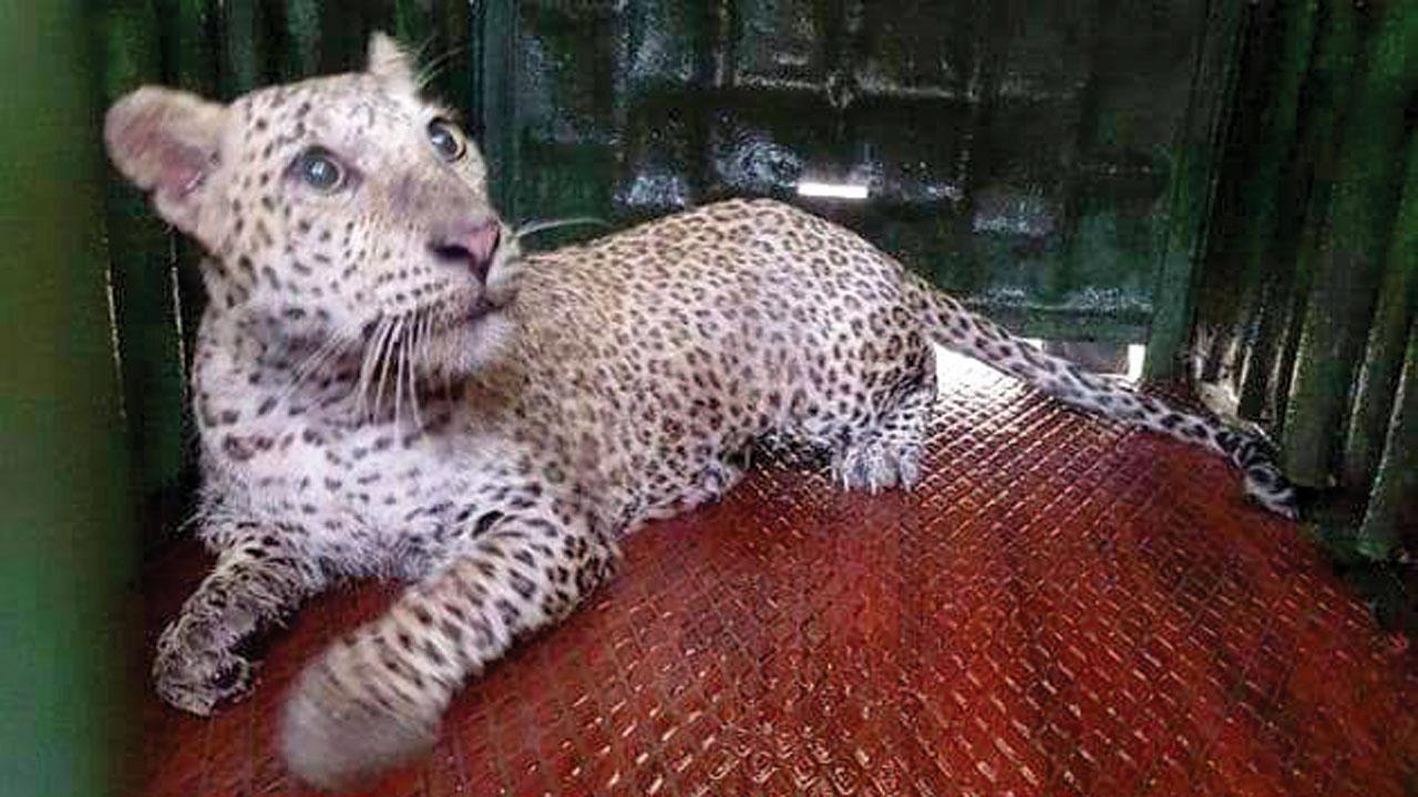 Since August 31, nine people including a four-year-old boy had been injured in leopard attacks in Aarey Colony, while several others had claimed that a big cat had charged at them.