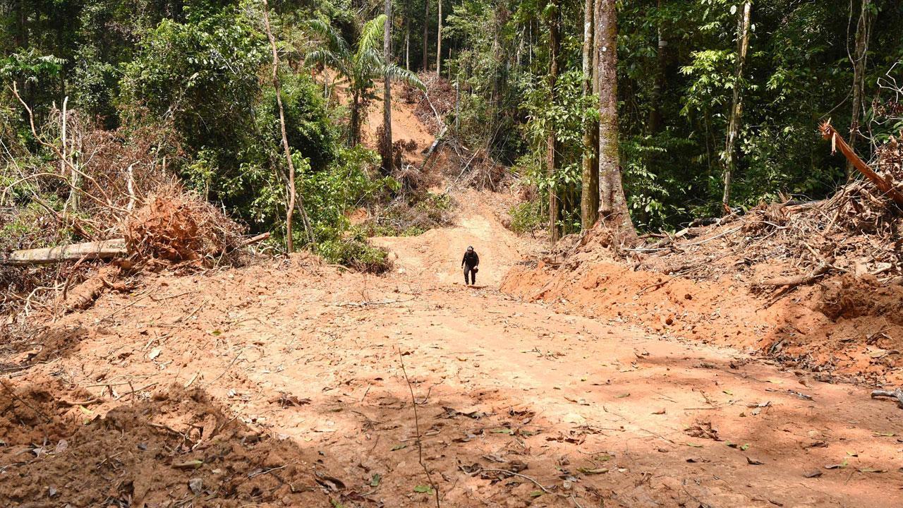 Amazon forest deforestation surges to worst in 15 years: Report