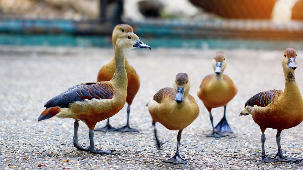 South Korea sees highly pathogenic bird flu case