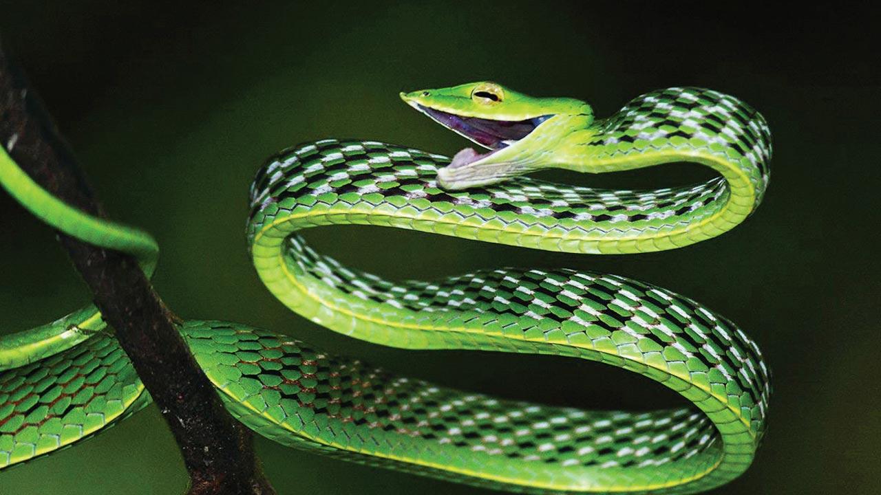 Ahaetulla farnensis is a new species of vine snake from the central Western Ghats described in 2020.  Pic courtesy/Ashok Kumar Mallik