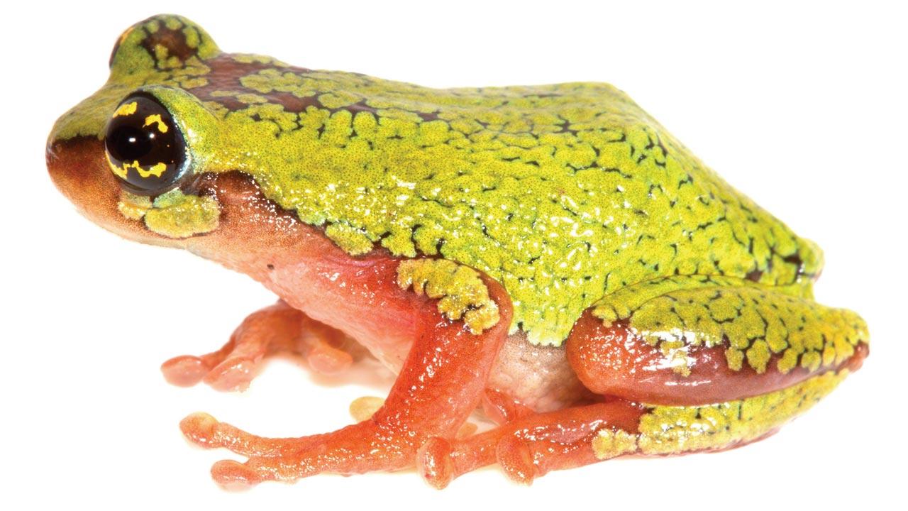 Raorchestes flaviocularis is a bush frog found in 2014. It is an amphibian species from the family of Old World tree frogs. Pic courtesy/SP Vijayakumar