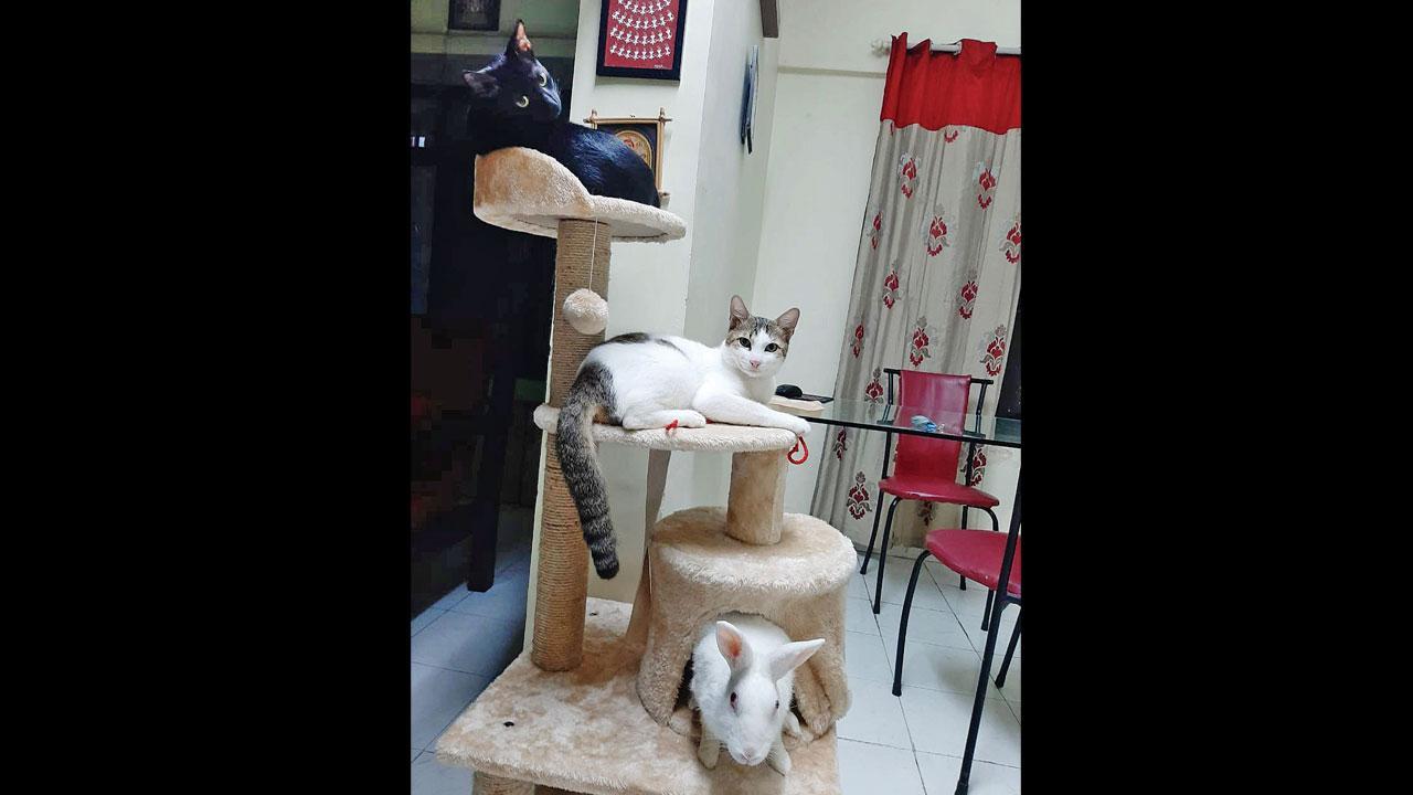 Separation anxiety in pets has become commonplace post the lockdown