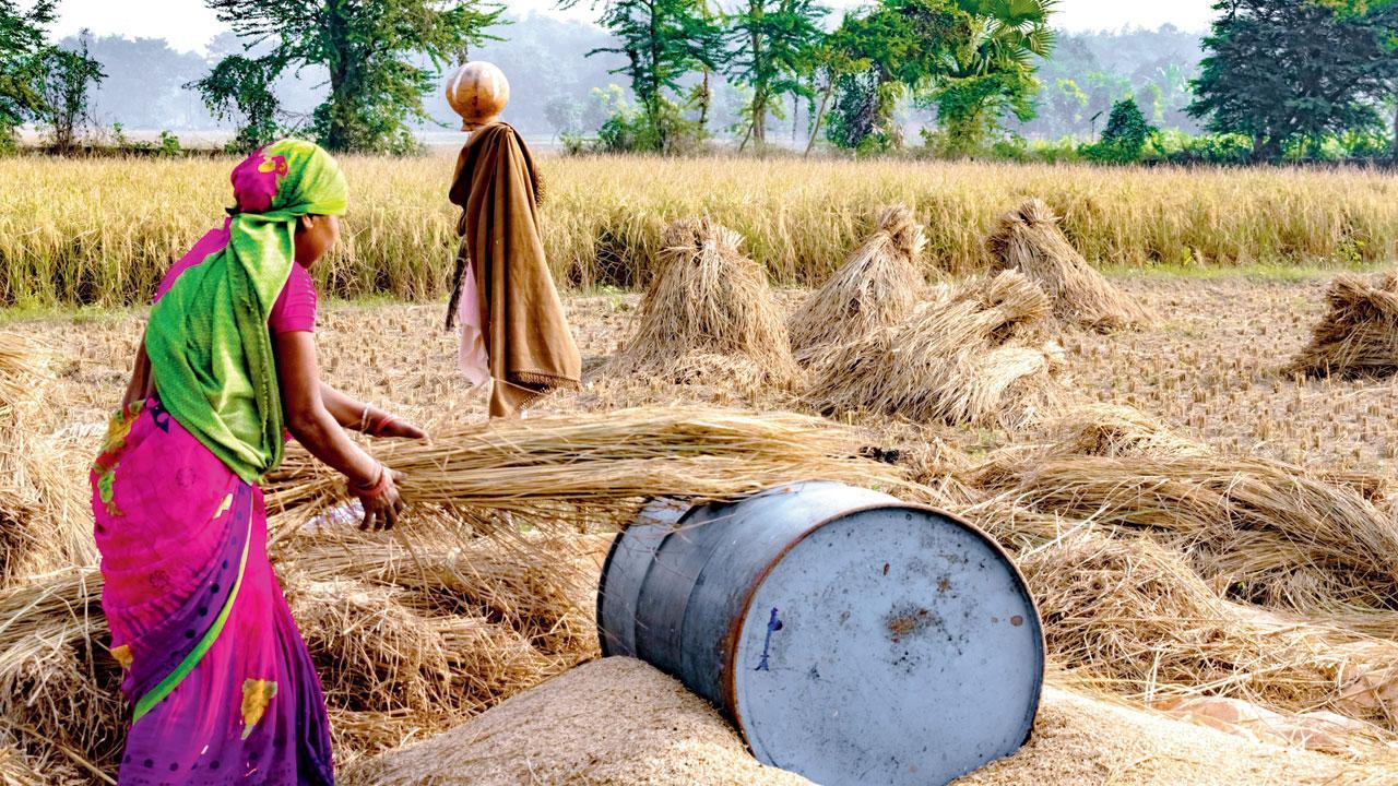 Pakistan considers Afghanistan's request to transport Indian wheat