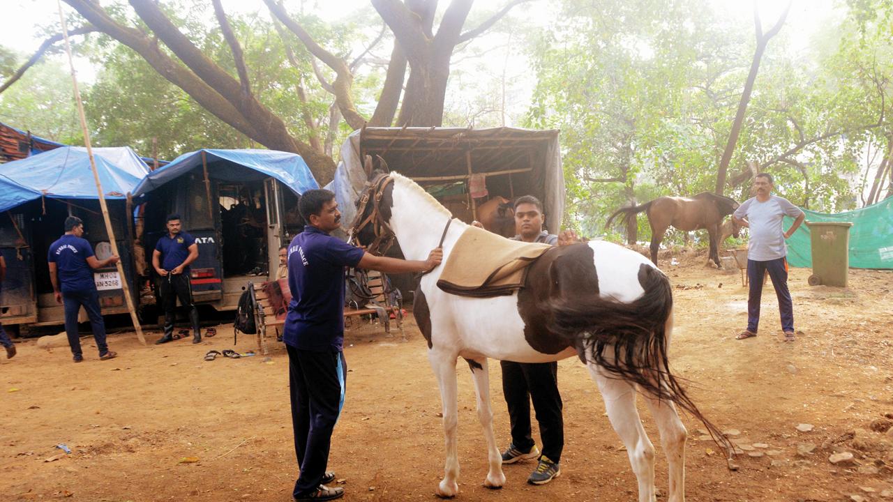 Mounted Police Unit rider Babu Dabanwar with his horse Bijali during a practice session at Marol. Pics/Satej Shinde