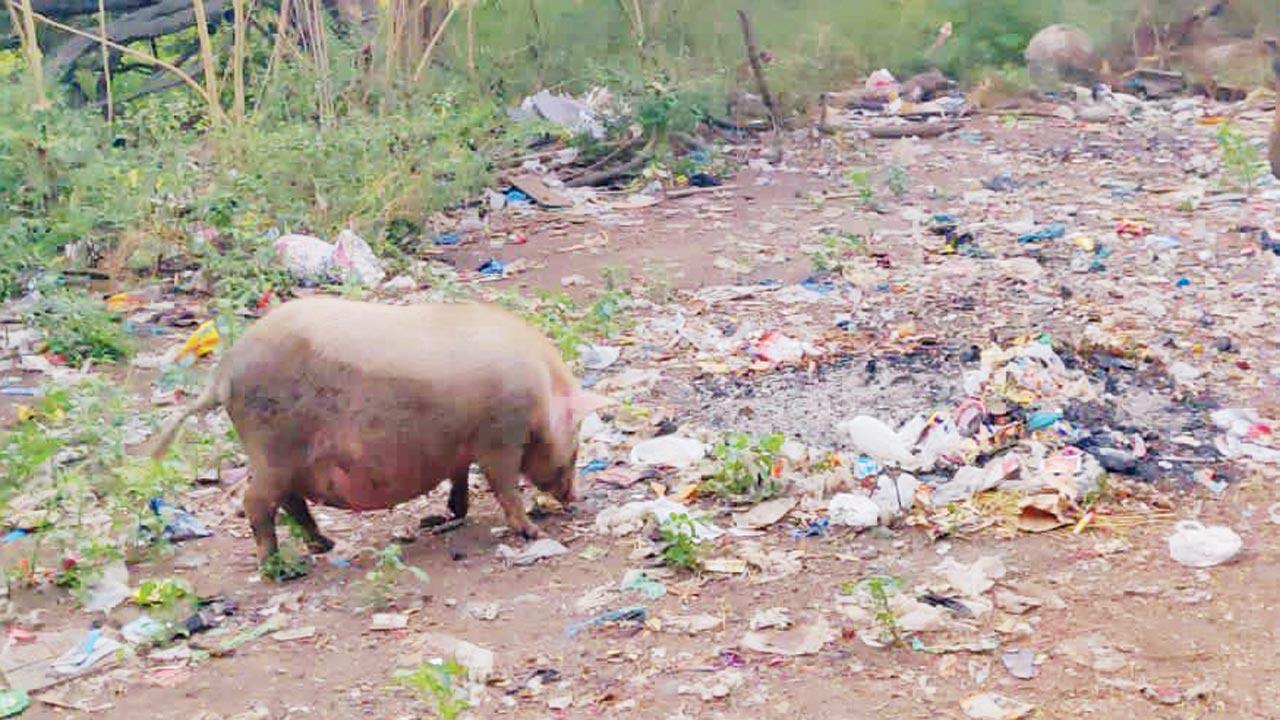 Garbage linked to human-wildlife conflict in Aarey Milk Colony