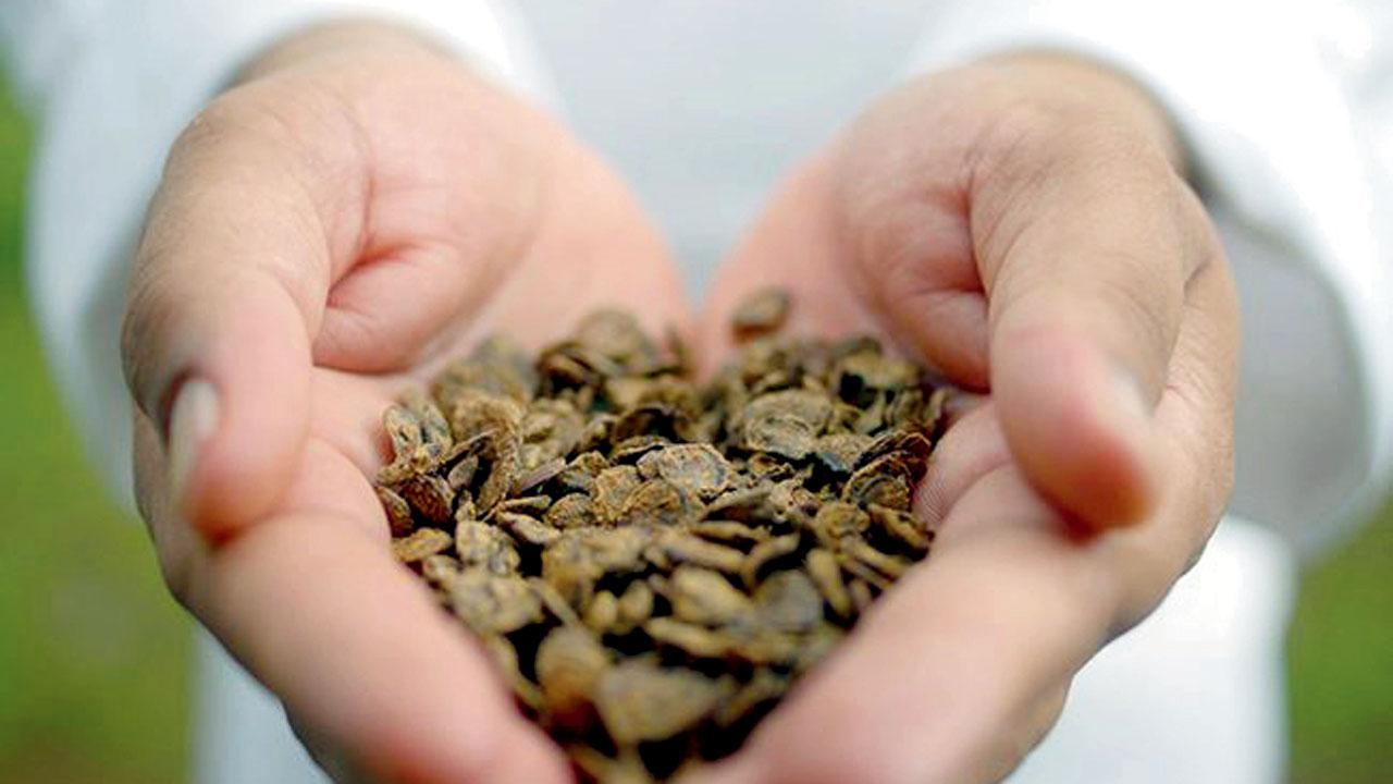The seeds are known to have cardioprotective properties
