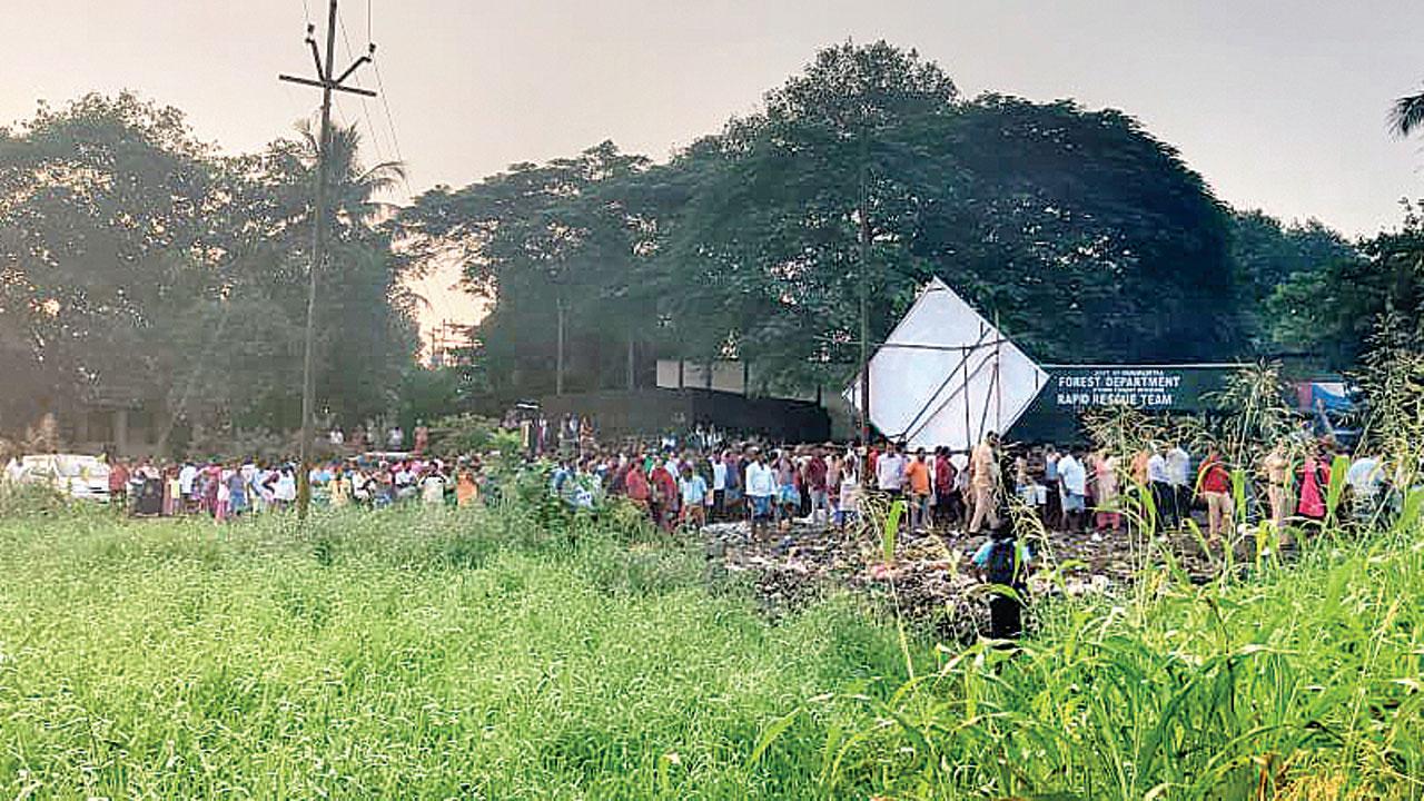 Locals gather near a cage after a leopard walked into it last month