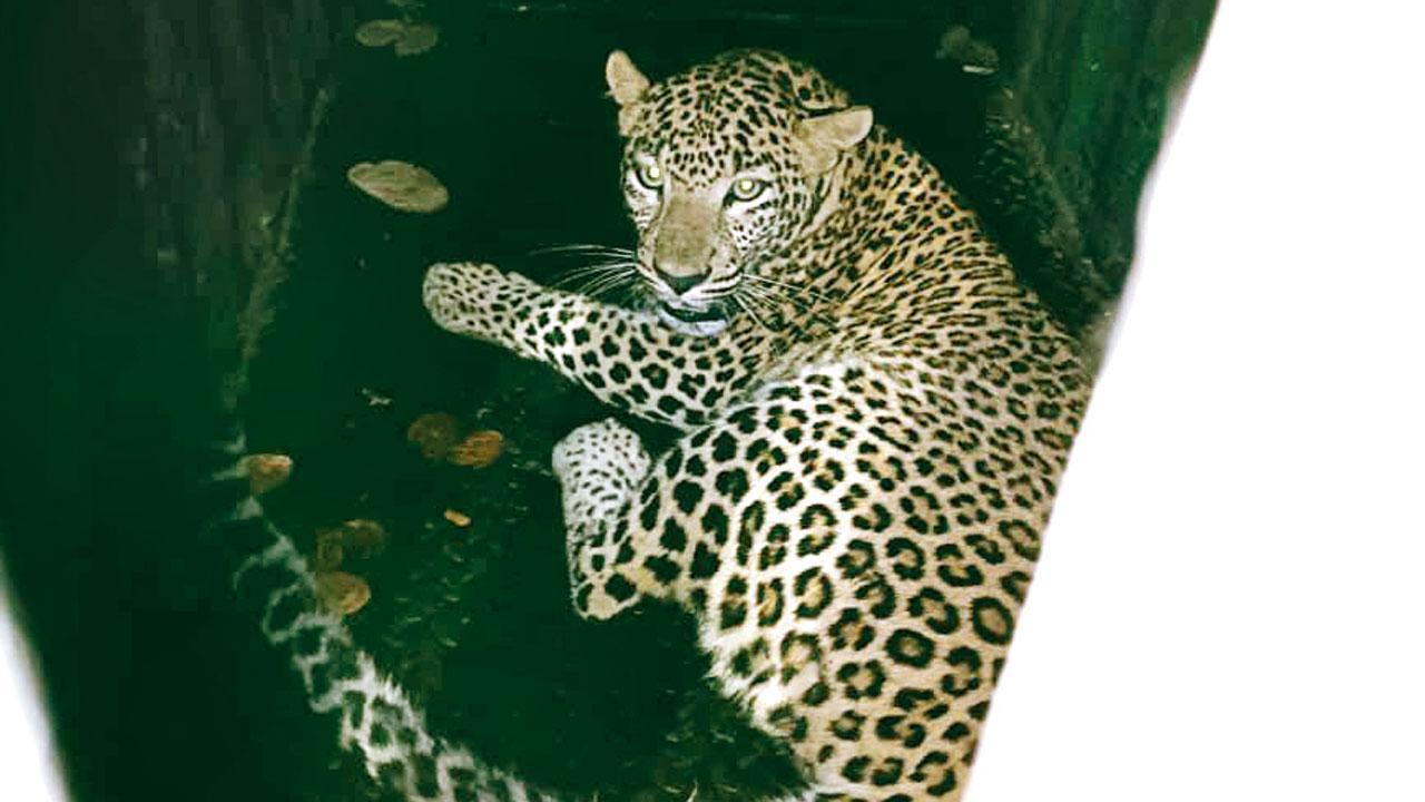 First leopard to walk into cage set to be radio-collared before its release