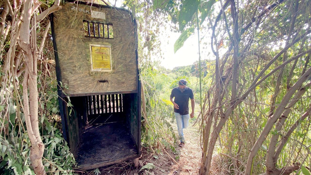According to the rule of the State Forest Department, permissions are usually granted for a month. Thane forest division which oversees the Aarey Colony had laid camera traps to identify the leopardess that was attacking the humans.