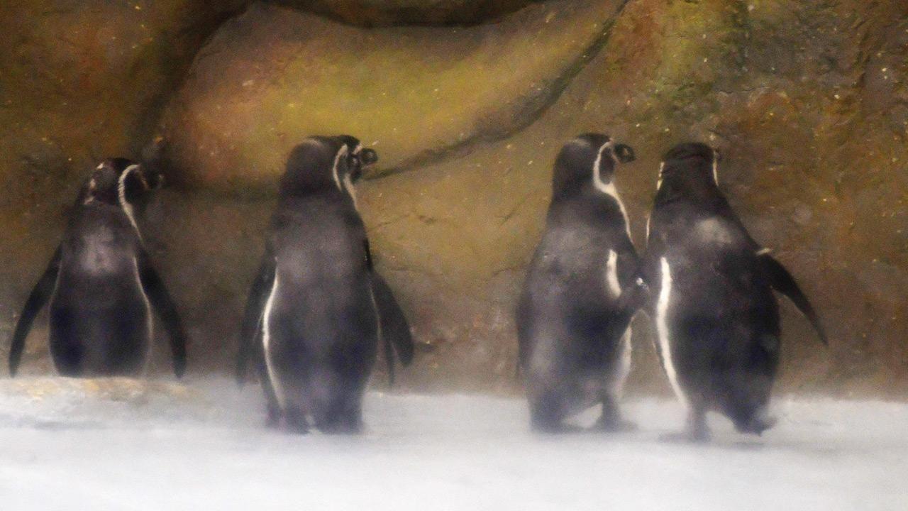 The penguins in their enclosure when the zoo reopened. Pic/Ashish Raje