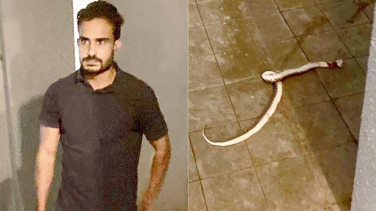 Virar resident held for killing snake