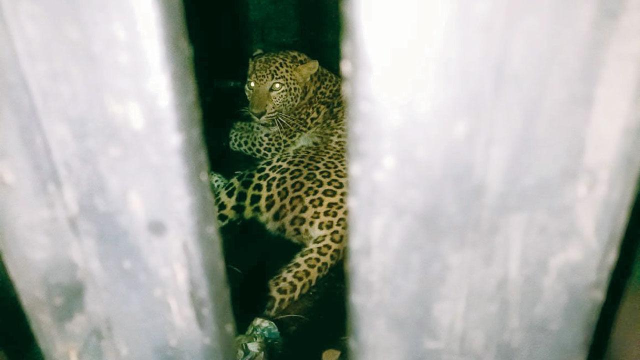 Meanwhile, the Maharashtra Forest Department will radio-collar female leopard C33 and release it back into the wild. C33, aged around two years, was the first to get trapped in the cage set up to capture the problem leopard at Aarey Milk Colony.