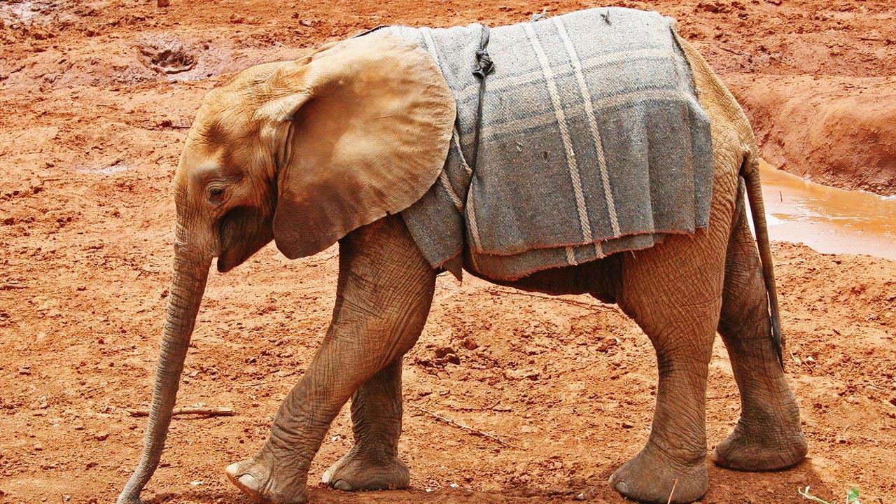 Haathi mere saathi