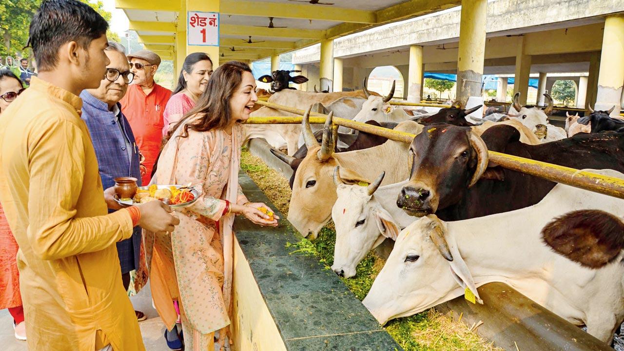Hema Malini. Pic/PTI