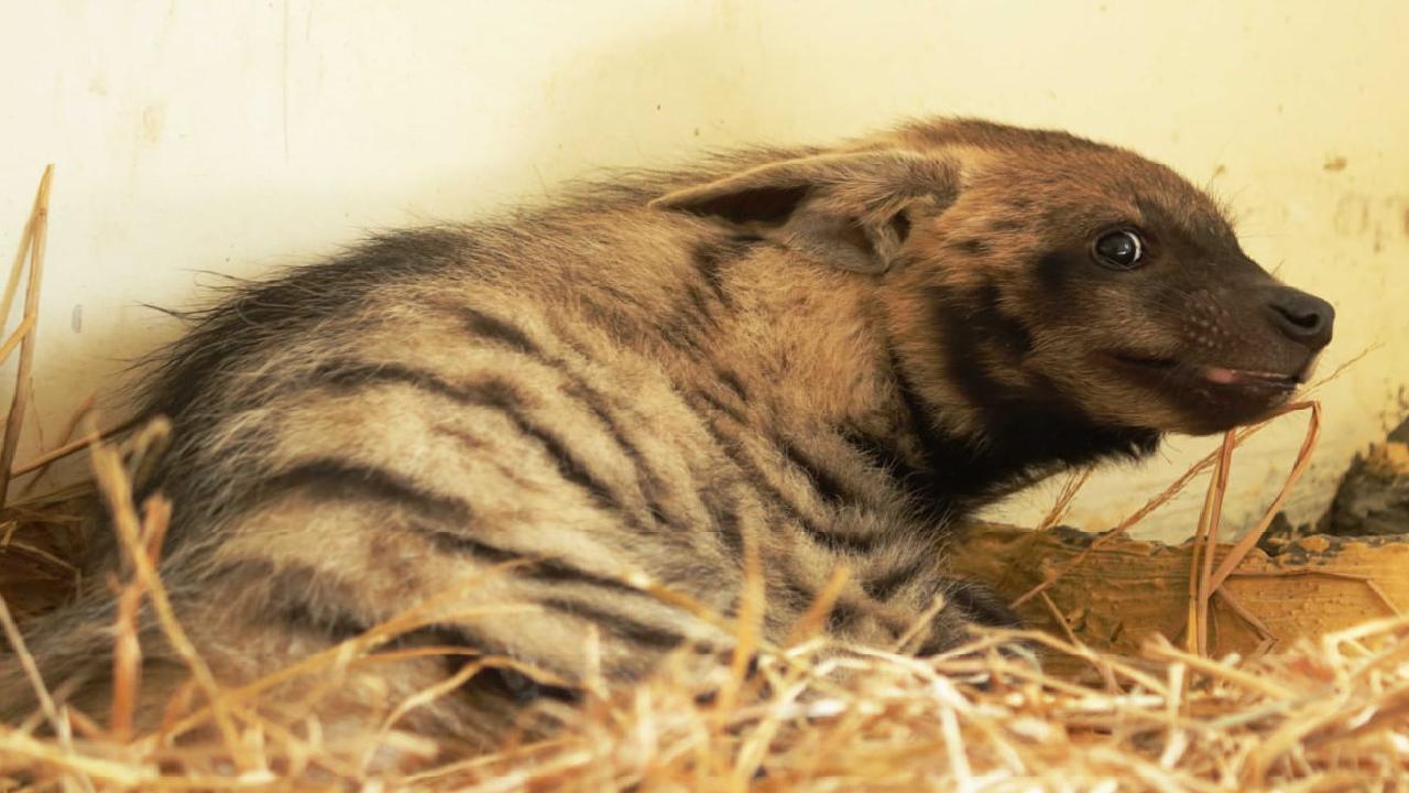 Pune: Critically injured hyena undergoes treatment at wildlife SOS centre