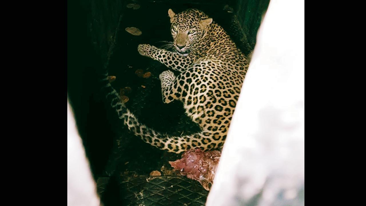 Relief for Aarey locals as leopard caught