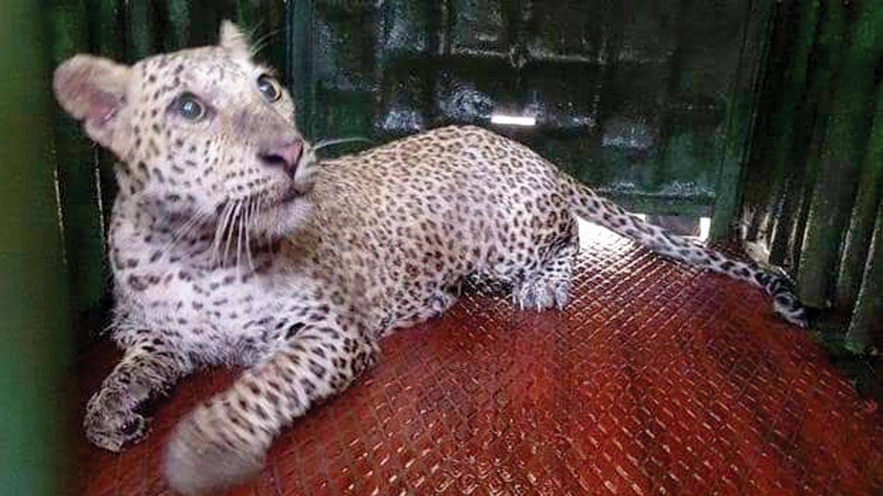 40 days on, Aarey leopard gets freedom, radio collar