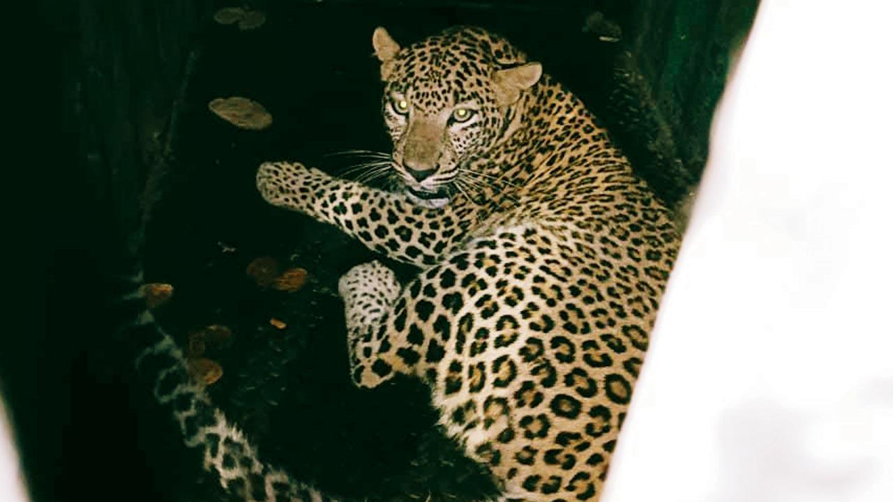 Leopard C32 was finally captured last week