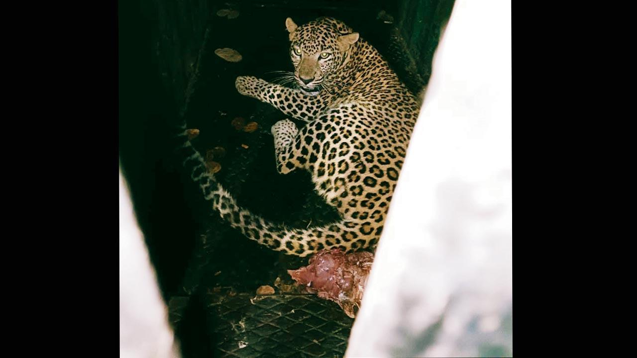 Female leopard C32 getting trapped after spate of attacks in Aarey Colony.