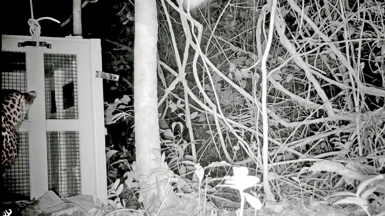 Screengrabs of a camera feed showing the mother leopard outside the release cage where her cub had been kept