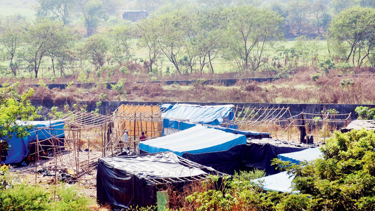 10 hectares mangrove land to make way for construction of DP Road in Thane