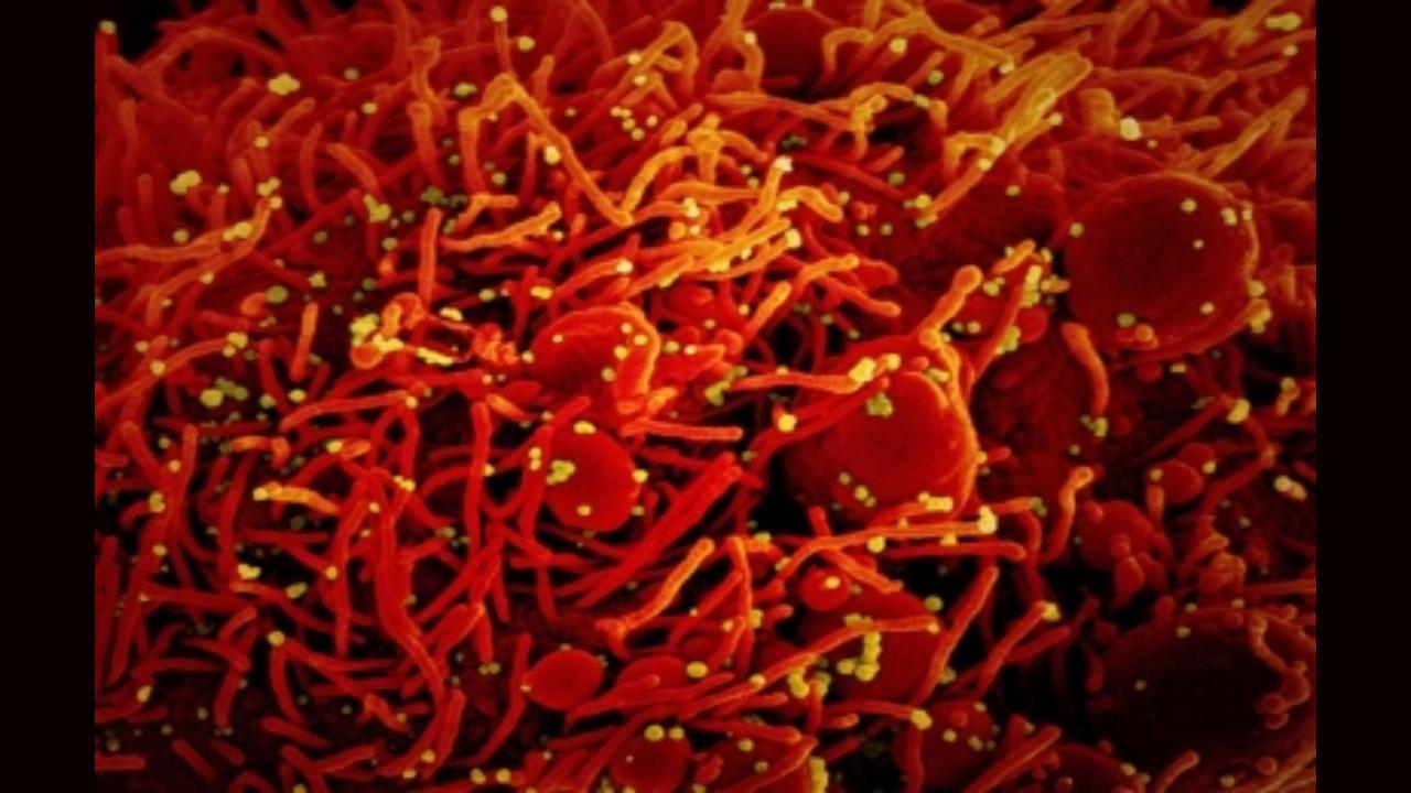 Covid-19: Five points you need to know about the deadly new variant 'Omicron'