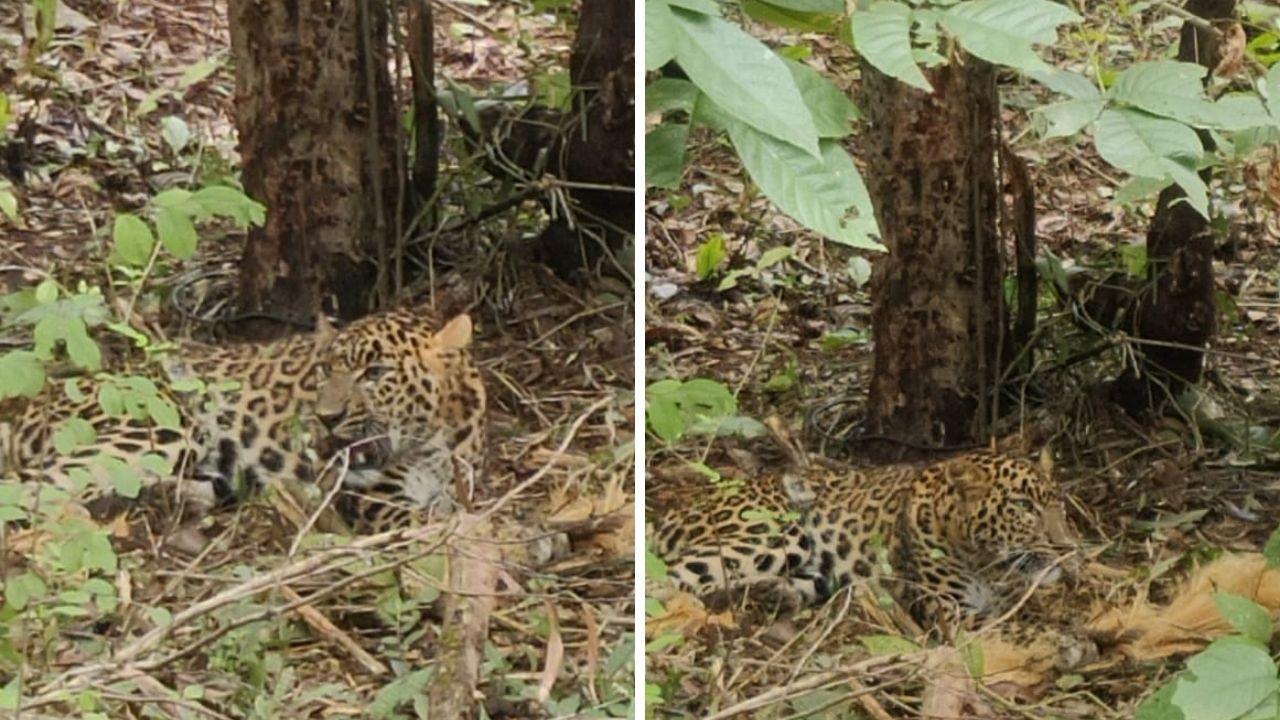 Maharashtra: Leopard trapped in snare trap rescued by NGO