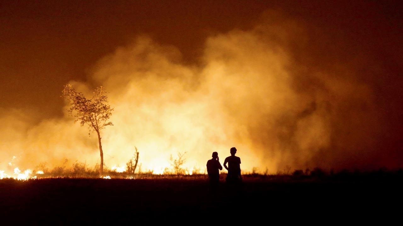 ‘51 per cent cut in stubble burning this season’
